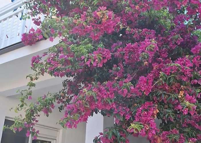 Miletic J-i דירה וודיצה